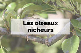 Les oiseaux nicheurs - Biodiversité