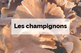 Les champignons - Biodiversité