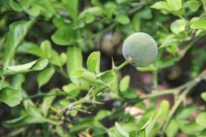 Citronnier Epineux