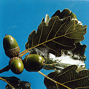 Feuilles et glands de chêne sessile