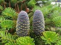 Abies spectabilis ou conifère de l'Arboretum d'Amance de Champenoux 